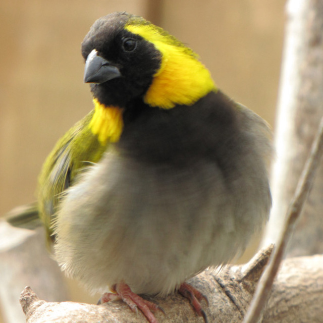 New Zealand Finch Breeders Association - New Zealand Finch Breeders