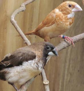 Bengalese Finch - Lonchura domestica