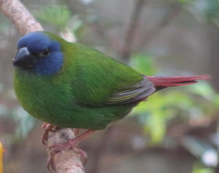 Blue Faced Parrot Finch - Erythrura trichroa