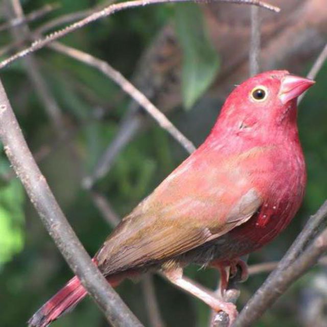 Fire Finch - Lagonosticta senegala - Gallery - New Zealand Finch