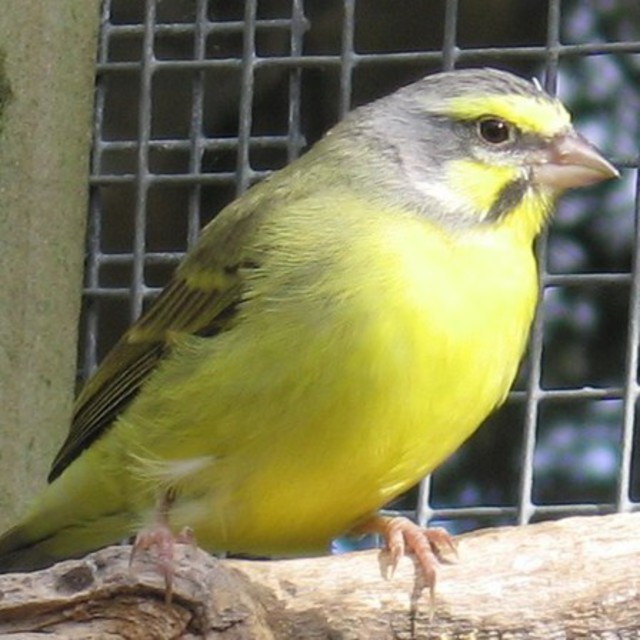 New Zealand Finch Breeders Association - New Zealand Finch Breeders