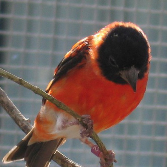 The Red Siskin - Article: Breeding the Red Siskin by Bruce Brownlee