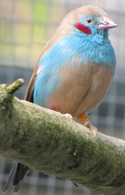 Cordon Bleu Waxbill - Uraeginthus bengalus - Gallery - New Zealand