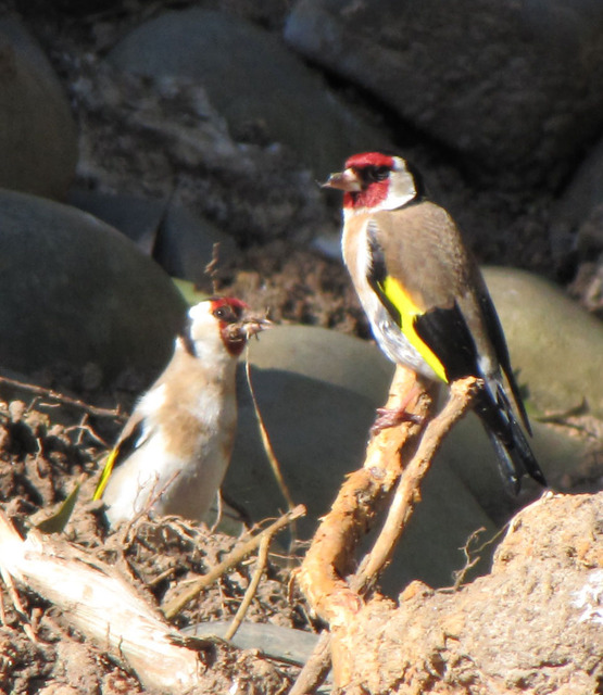 Goldfinch  -   Carduelis carduelis