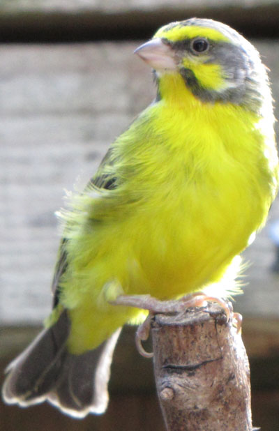 Green Singing Finch  - Serinus mozambicus