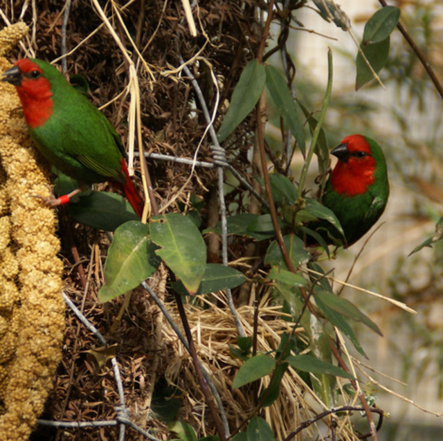 Red Faced Parrot Finch -  Erythrura psittacea