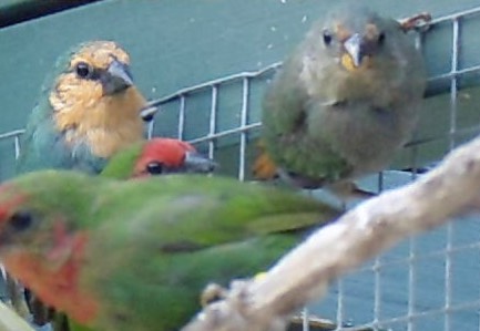 Parrot Finch Seagreen Mutation