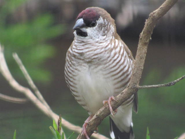 Plumhead Finch - Aidemasyne modesta - Gallery - New Zealand Finch