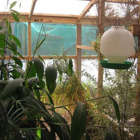 Finch aviaries and ideas