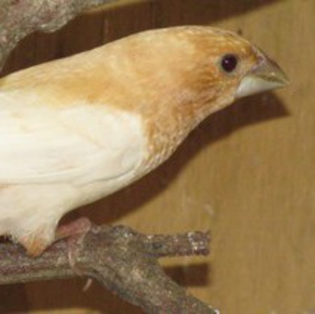 Crested bengalese best sale finches