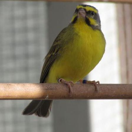 Green Singing Finch  - Serinus mozambicus