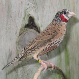 Ribbon Finch -  Amadina fasciata