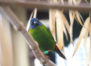 Blue Faced Parrot Finch - Erythrura trichroa