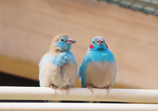 Cordon Bleu Waxbill -  Uraeginthus bengalus