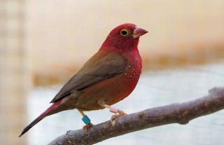 Fire Finch - Lagonosticta senegala