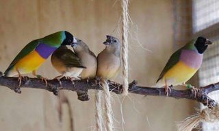 Gouldian (normal) - Chloebia gouldiae