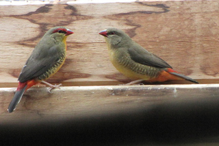 Orange Breasted Waxbill - Amandava subflava