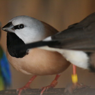 Parson Finch -  Poephila cincta