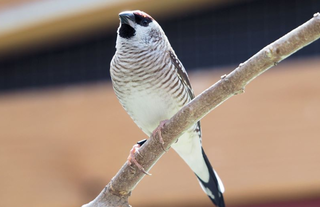 Plumhead Finch -  Aidemasyne modesta