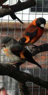 Black Hooded Red Siskin -  Carduelis cucullata