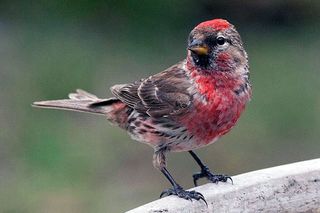 Redpoll - Carduelis flammea cabaret