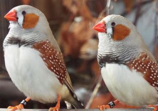 Zebra Finch - Poephila guttata
